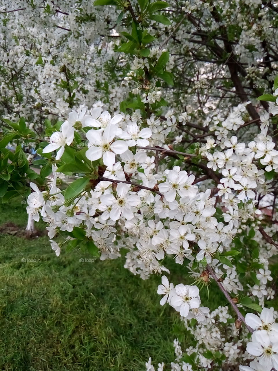 Вишня#весна