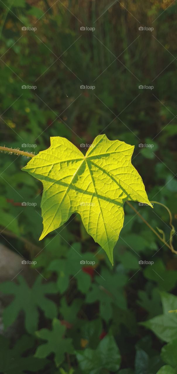 leaf