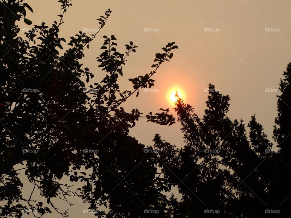 Sun with Silhouette trees