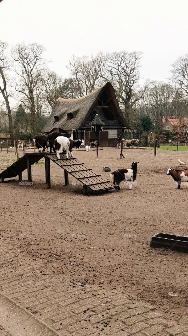 Farmyard with goats against the backdrop of an authentic house