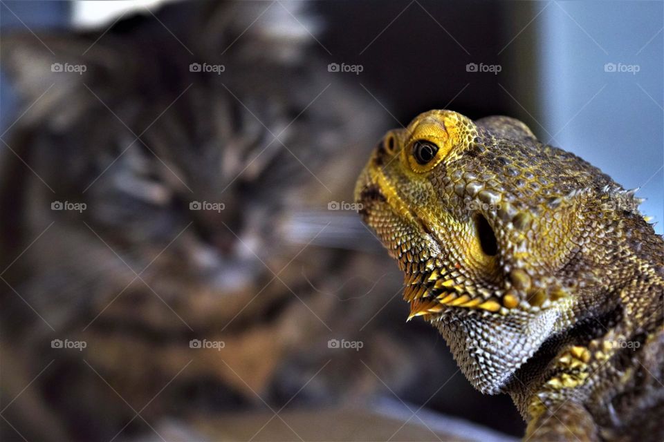 close up portrait from a bearded dragon looking very suspicious at the big fluffy cat at the background