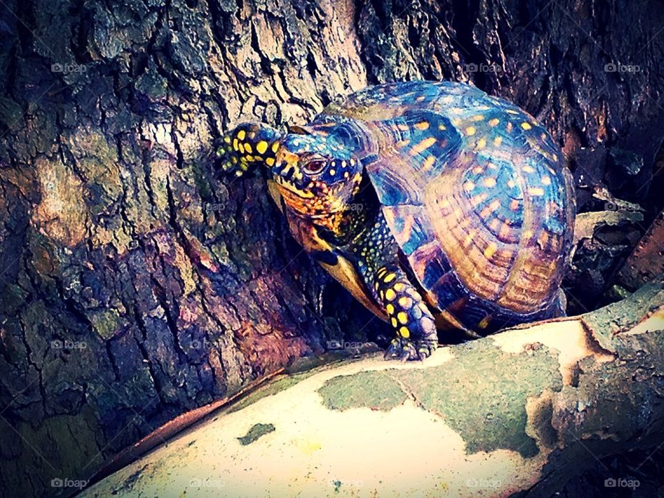 Box Turtle on Tree Roots 