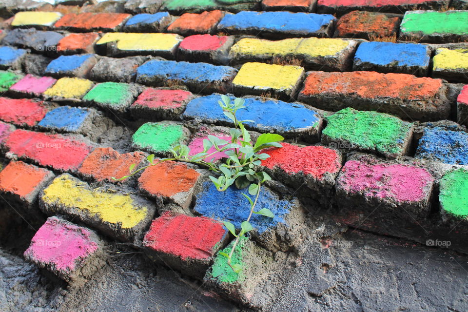 Bloom where you are planted