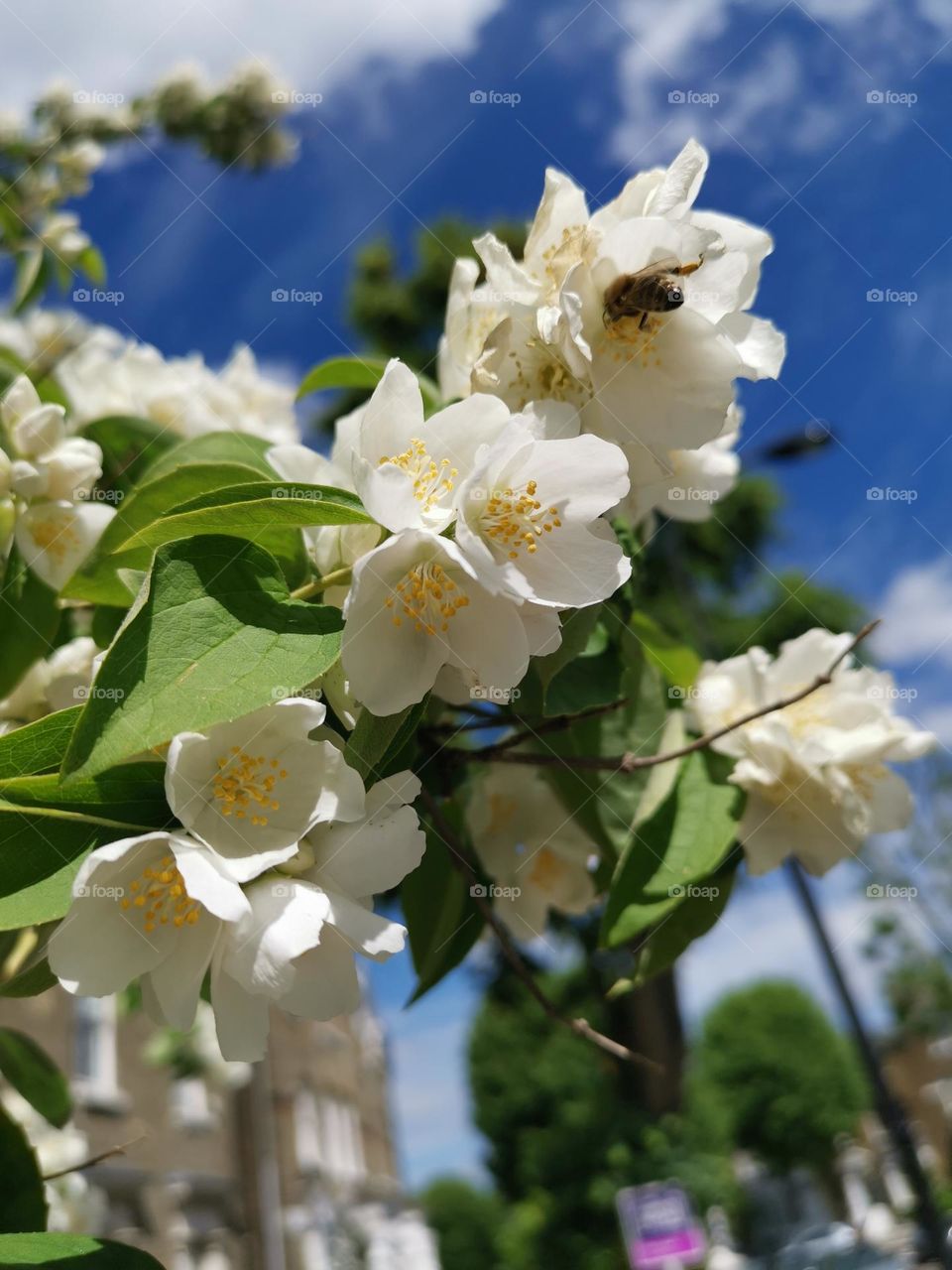 Spring time. Jasmine blossoms.