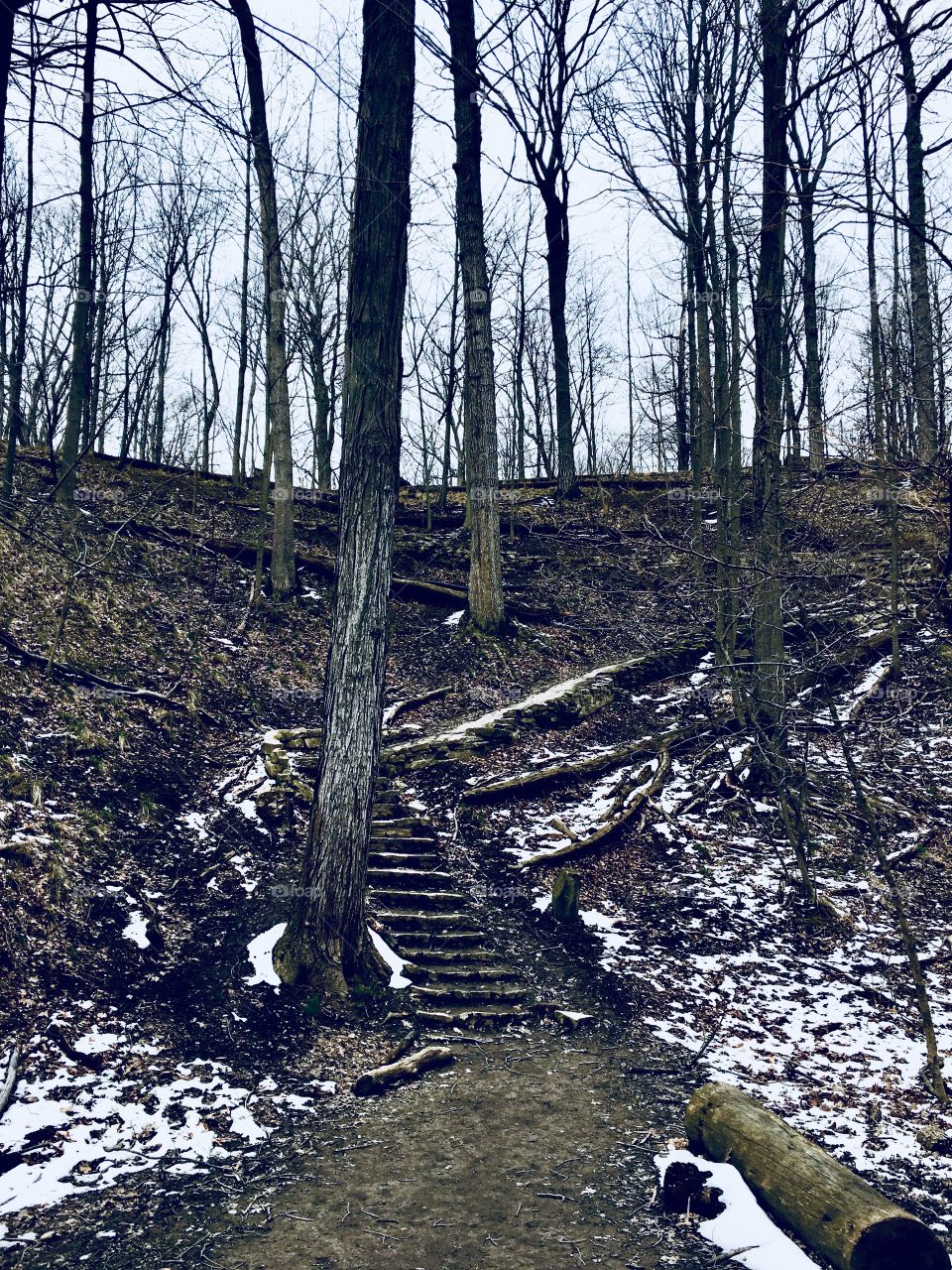 Staircase in forest scene, forest photography, wildlife, environment, nature, wilderness, winter 