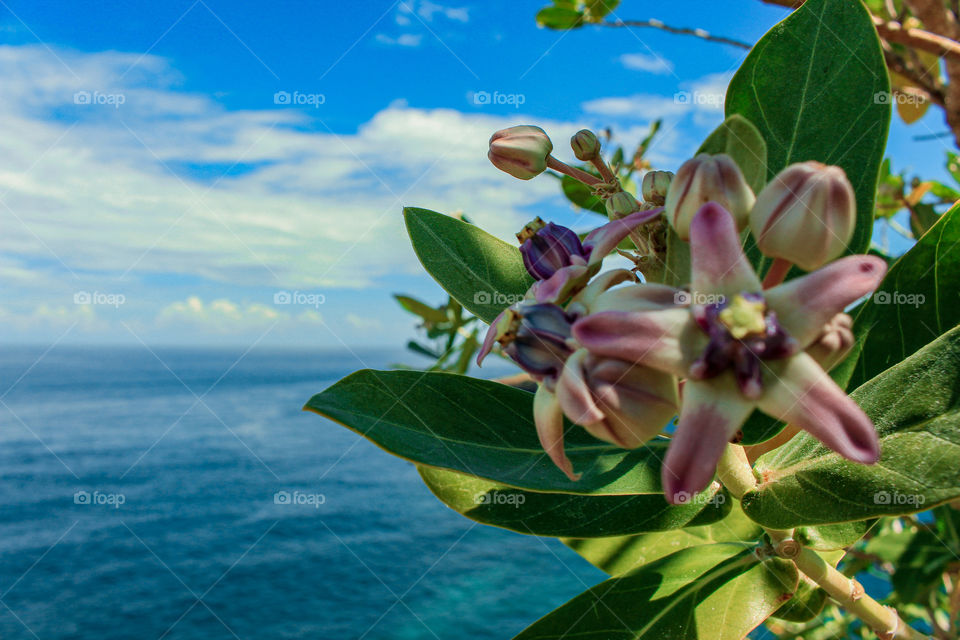 A little beauty of flowers blooming on the cliff side of East Lombok Beach