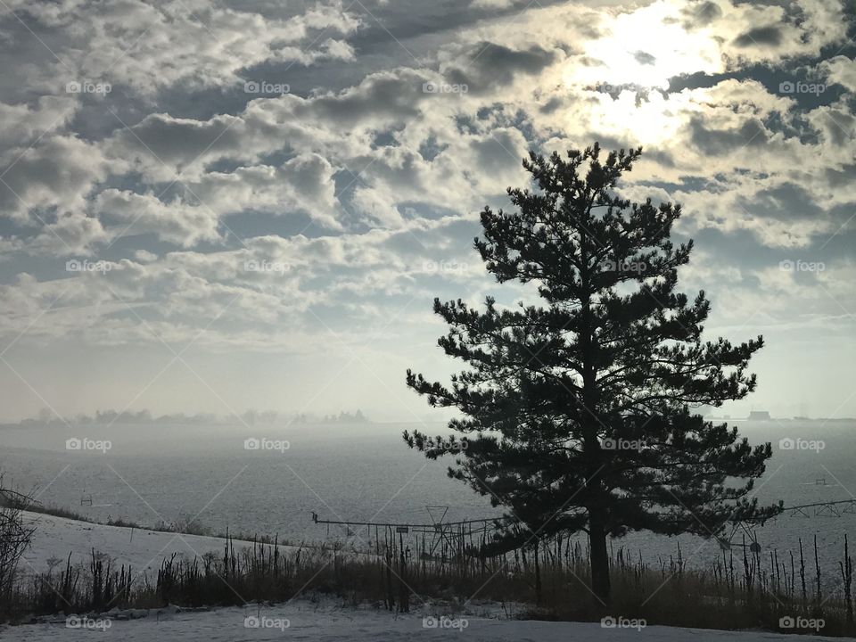 Tree with the distant clouds on a snowy day