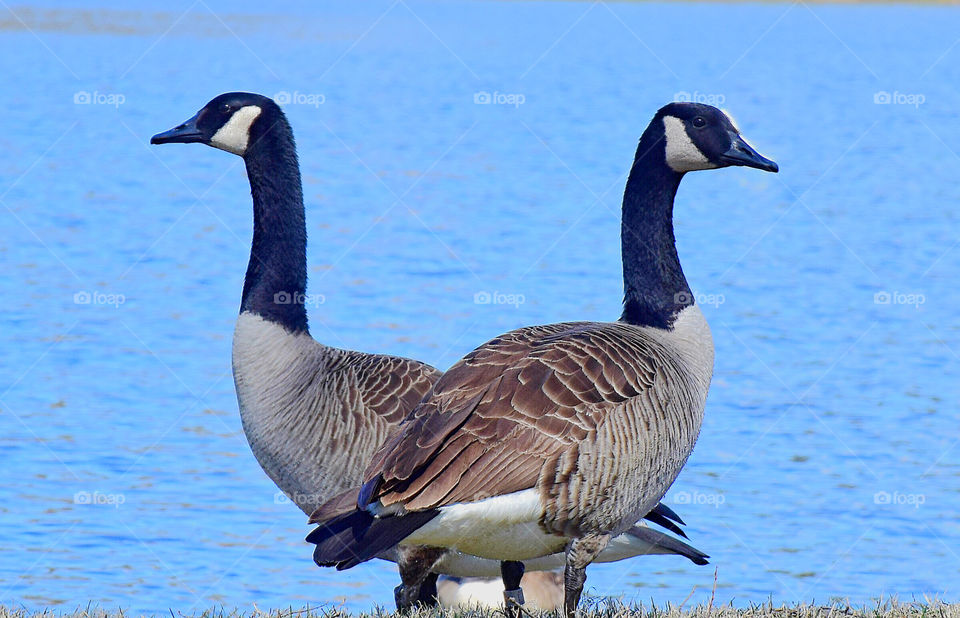 Two geese look like one