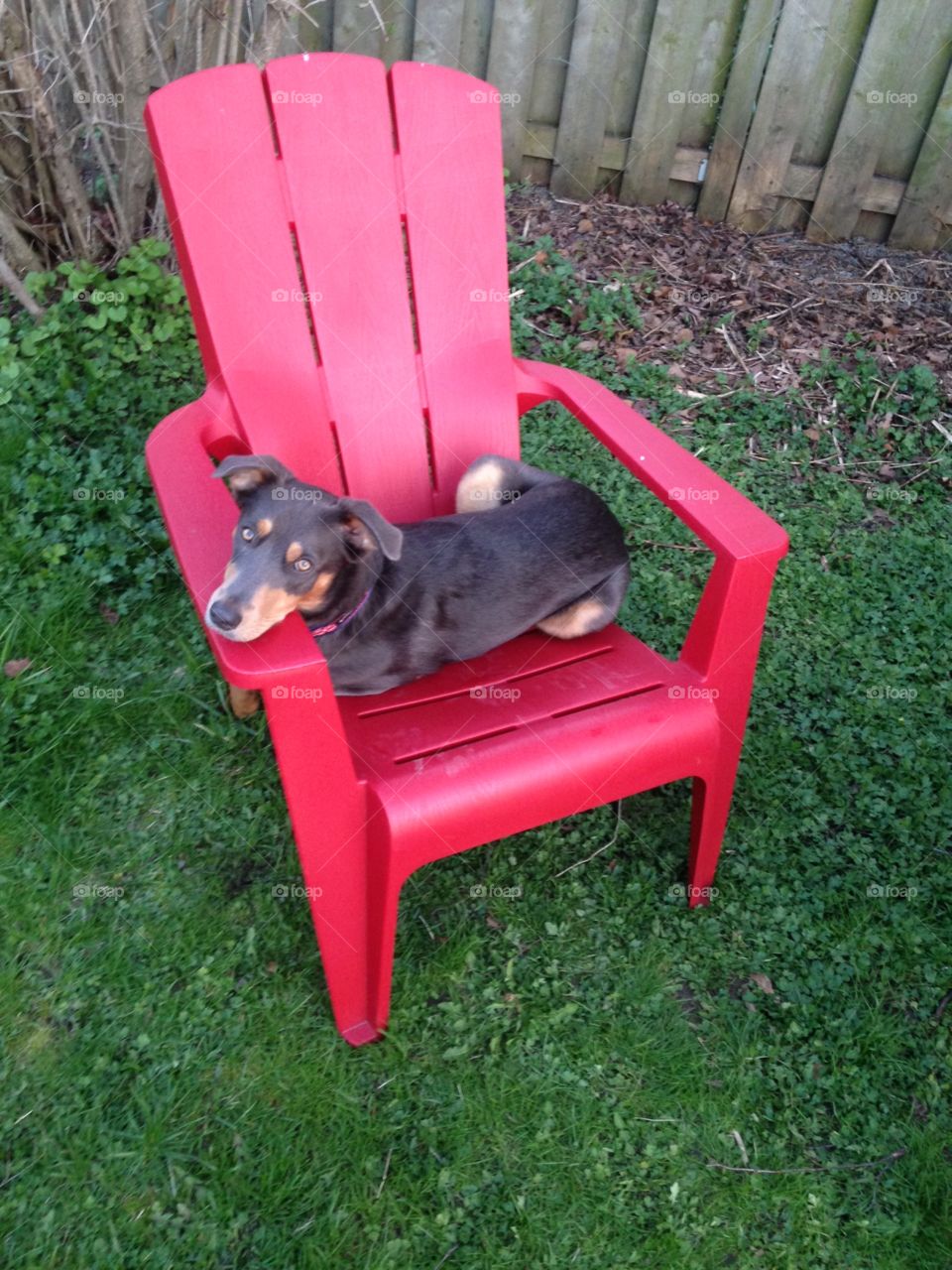 Cute dog sitting in master's red plastic garden patio chair.