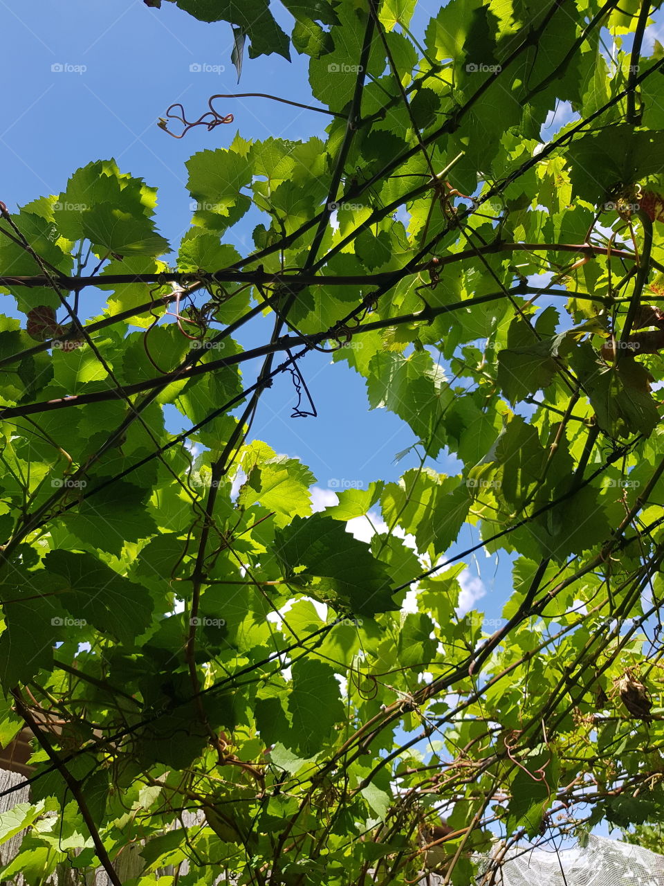 Beautiful, healthy grapevines with a clear blue sky.