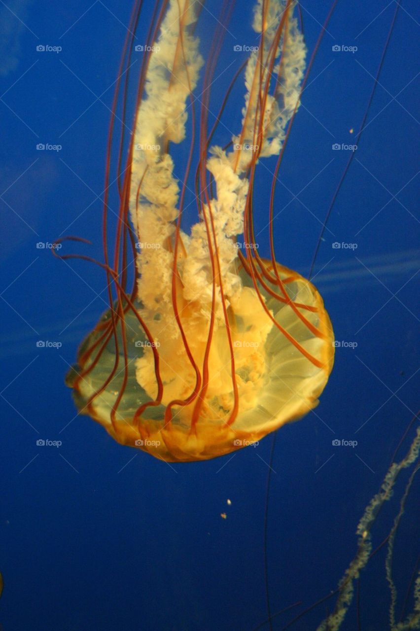 Jelly jellyfish 