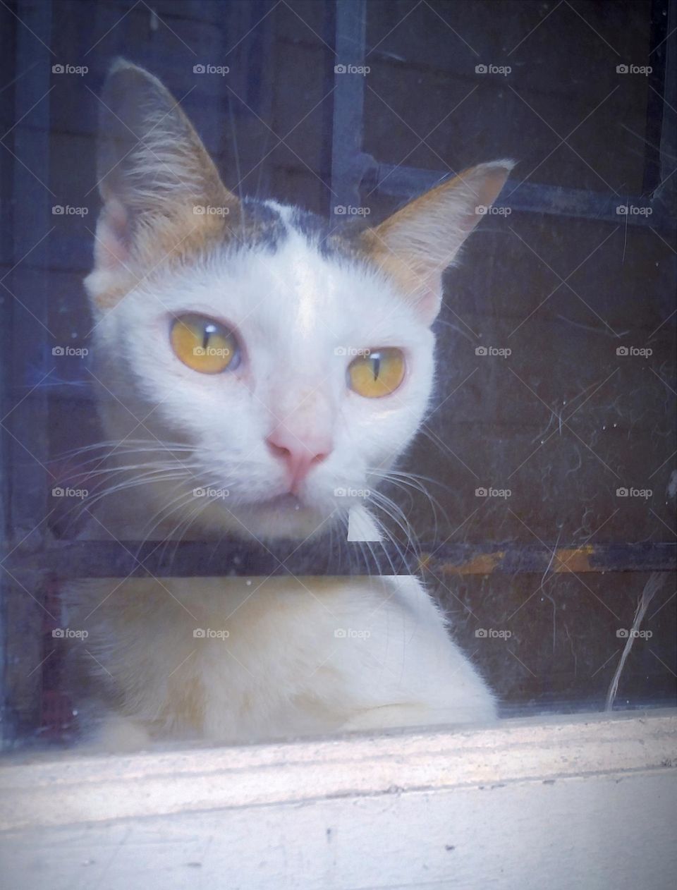 Cat starring at window...