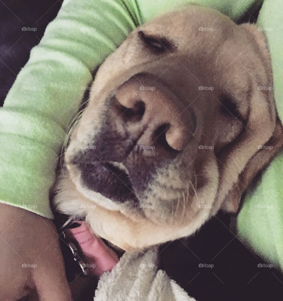 Scratching a dog is an endless job 