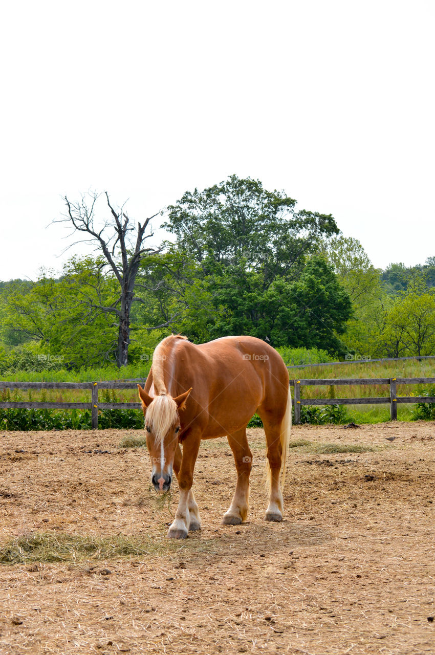 Brown Belgian draft horse in fenced field