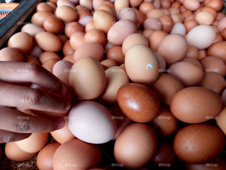 chicken eggs