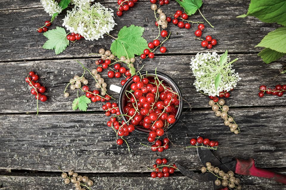 Red currant, still life