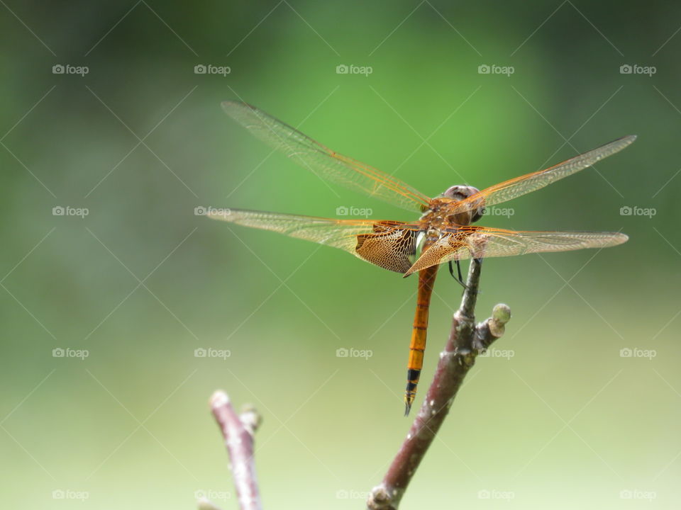 Dragonfly