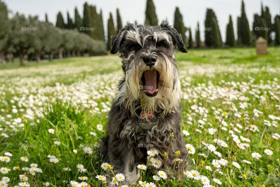 Dog yawning 
