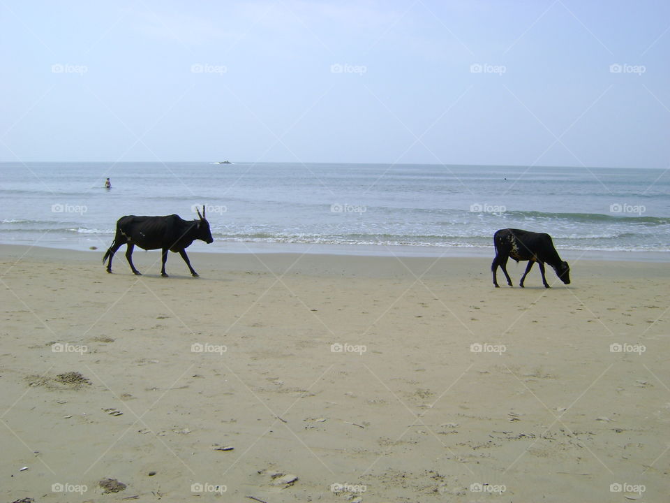 Cows on the beach