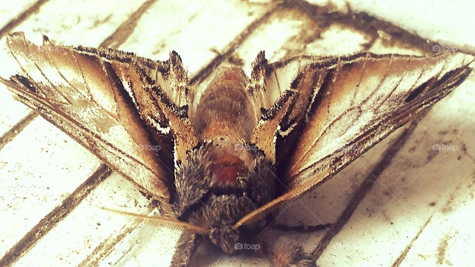 Moth  on Wood