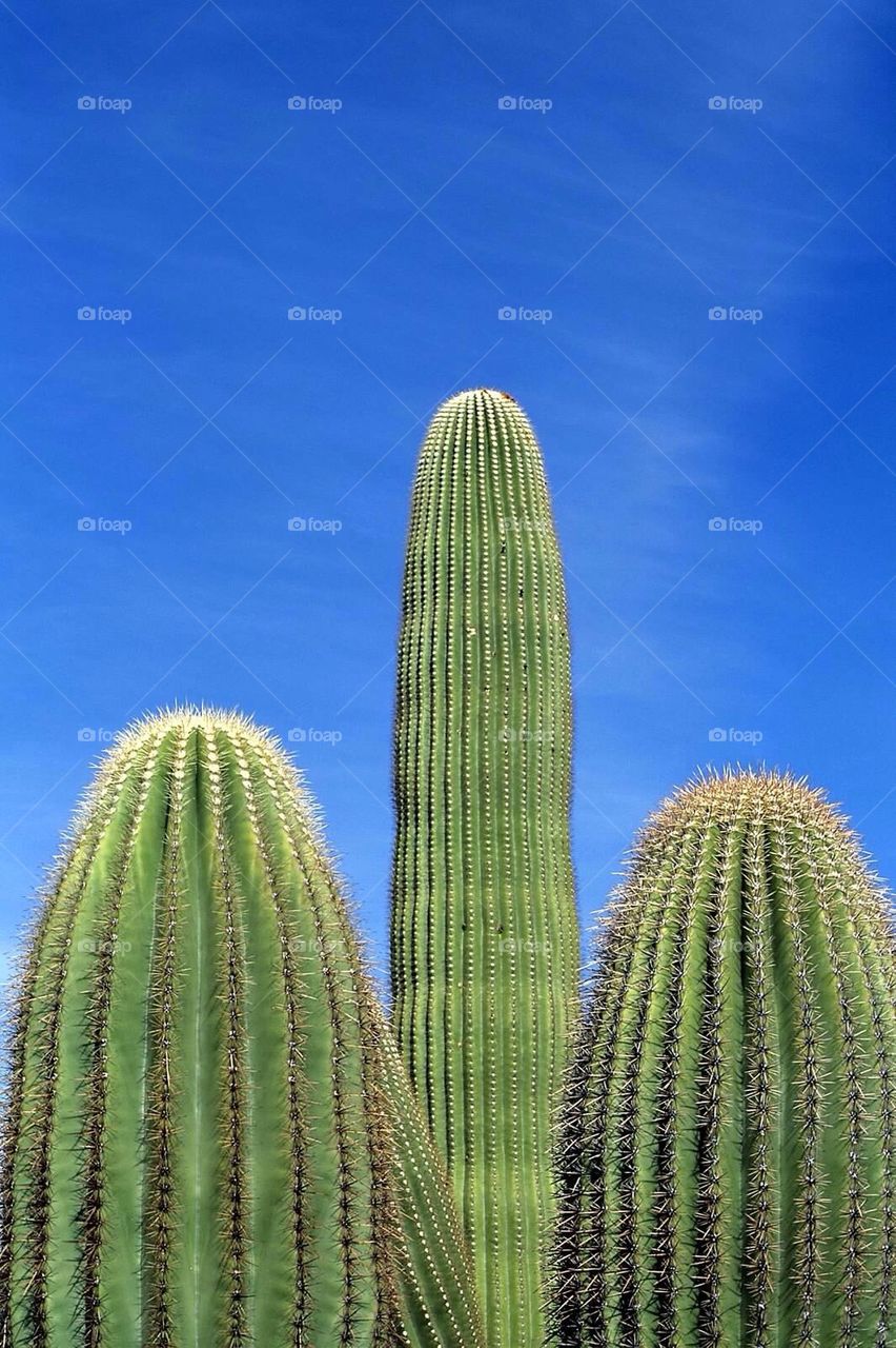 Saguaro Cactus