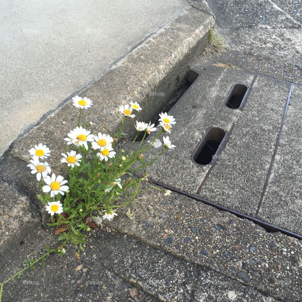 Guerrilla daisies. Drain being taken over by daisies