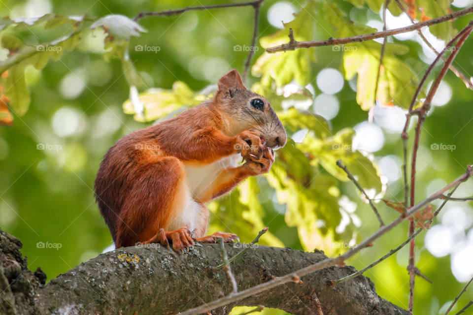 squirrel on a tree