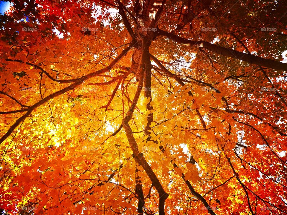 Beautiful fall tree