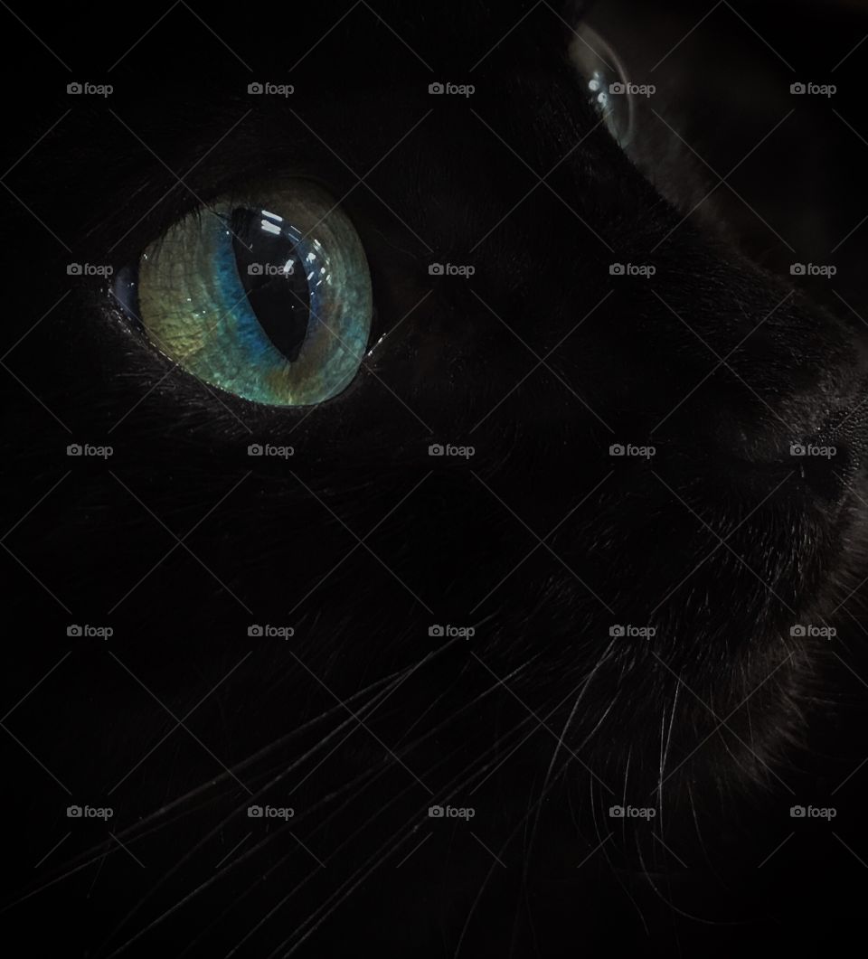 Spectacular cat eyes 