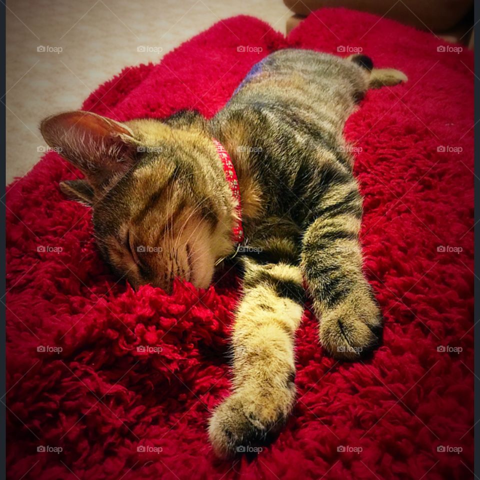 Kitten torbie cuddled up and snoozing in a fluffy red blanket