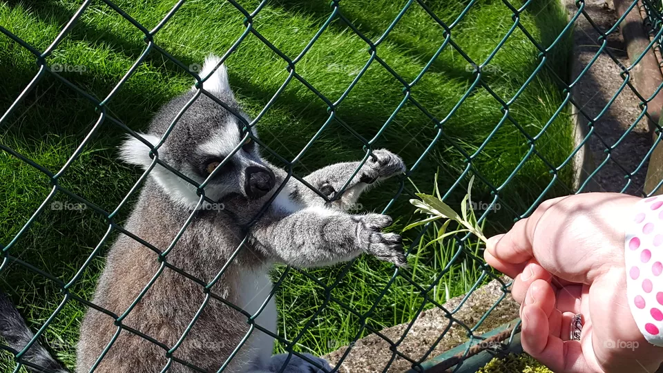 Lemur