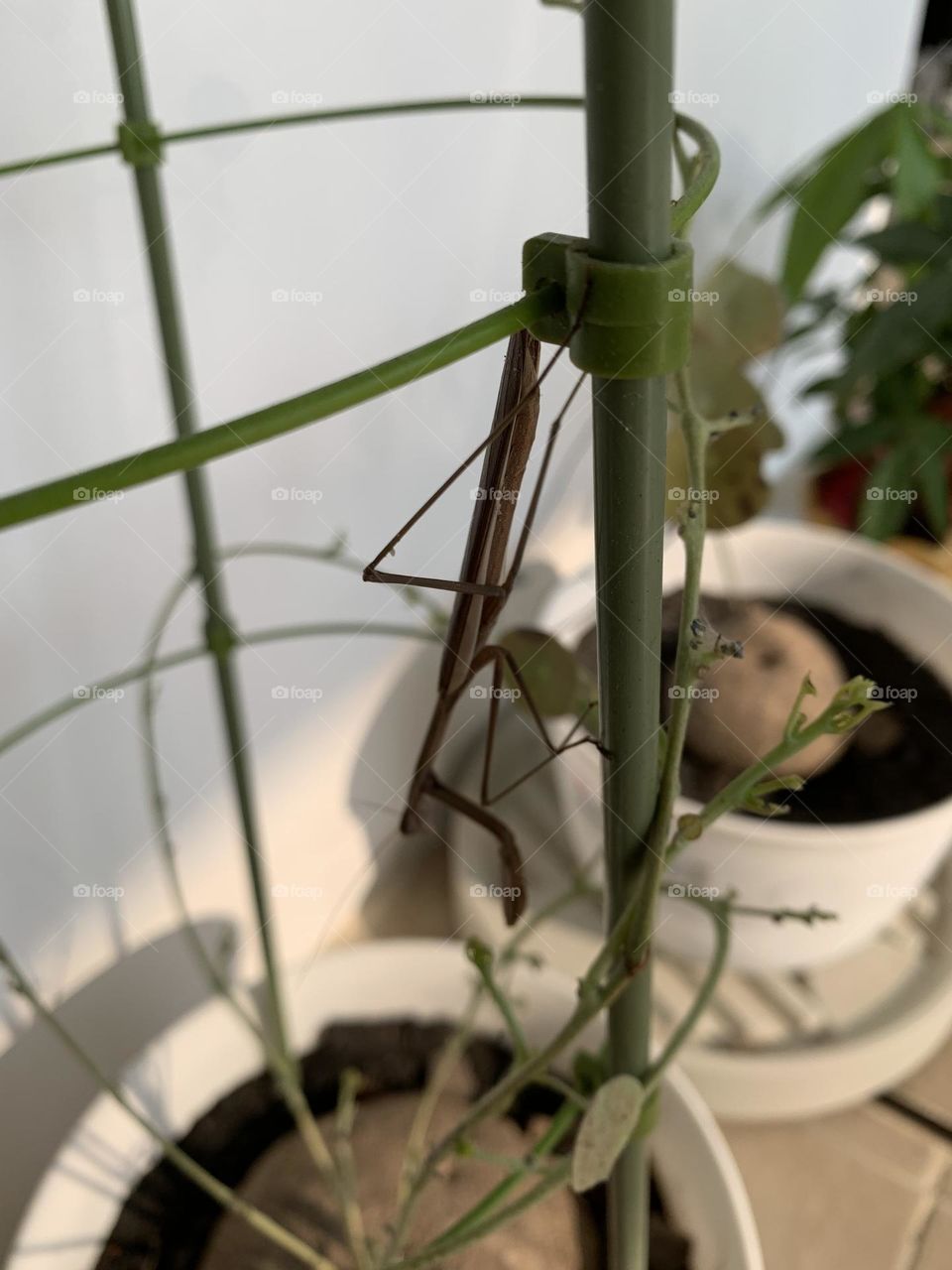 Mantis in my garden