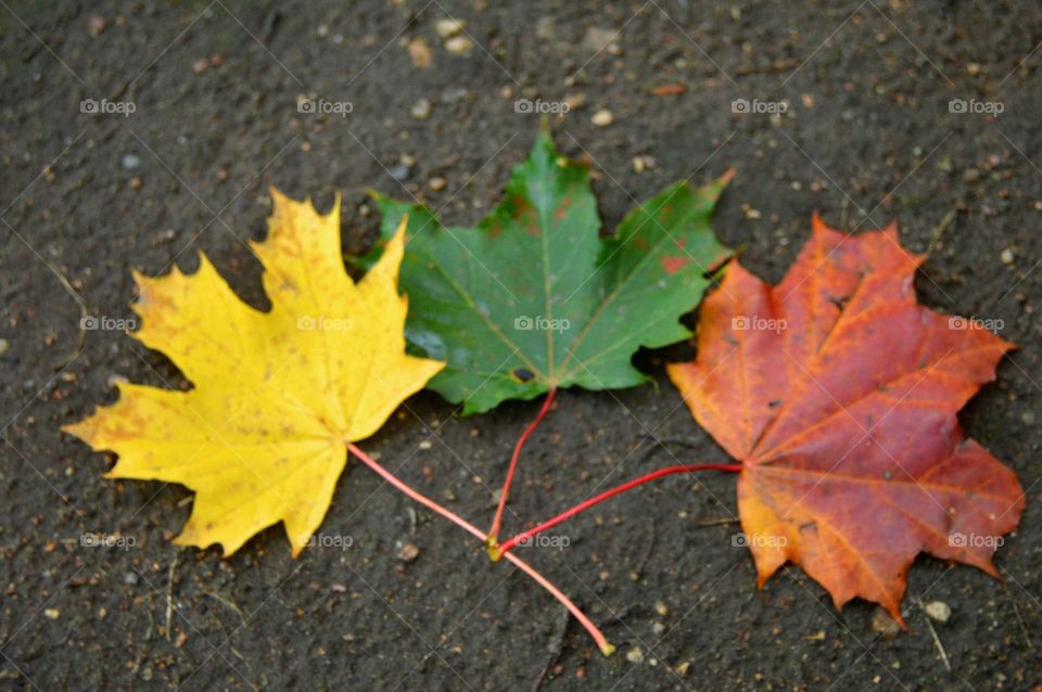 Three maple leaves