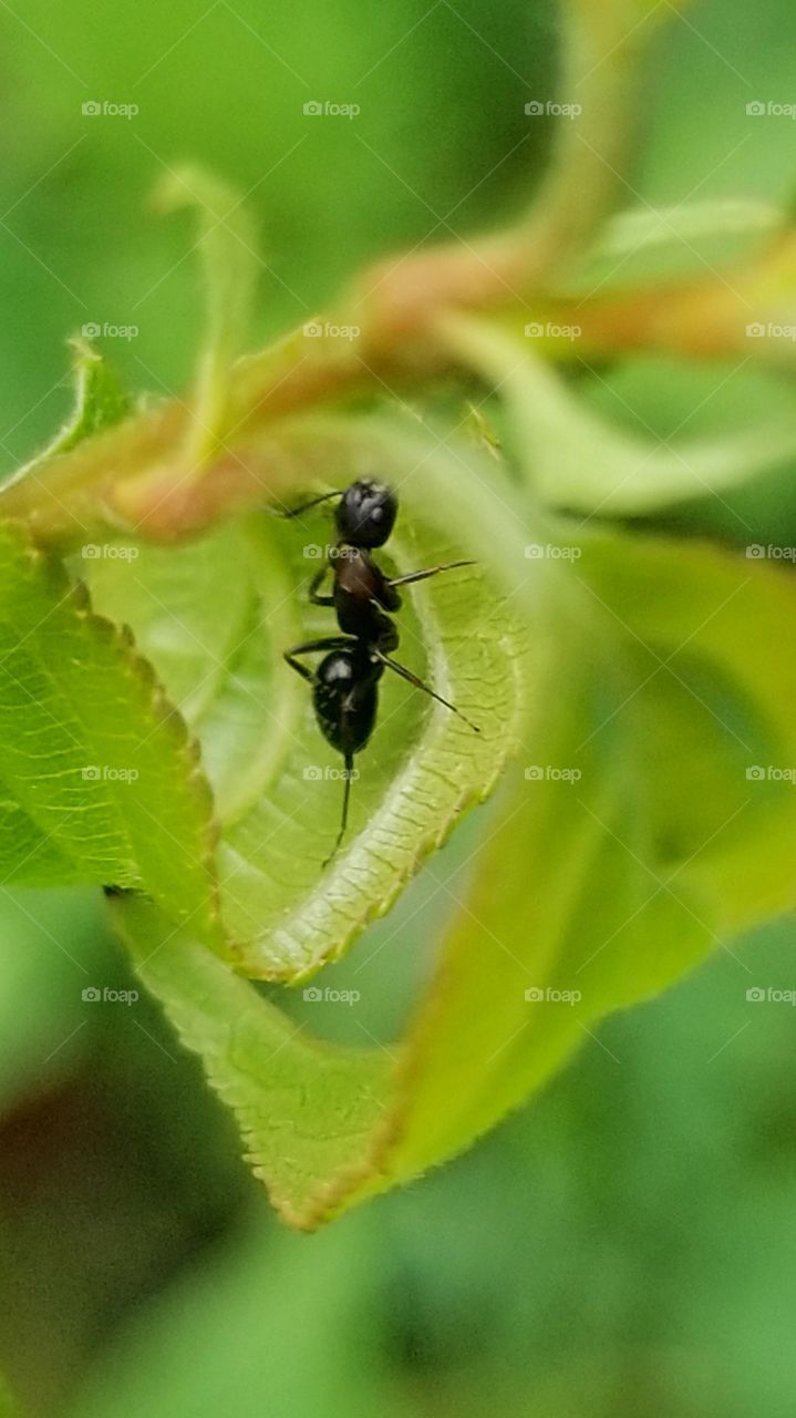 Ant inside a leaf