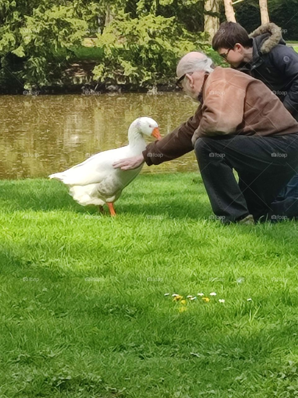 a white goose in the park