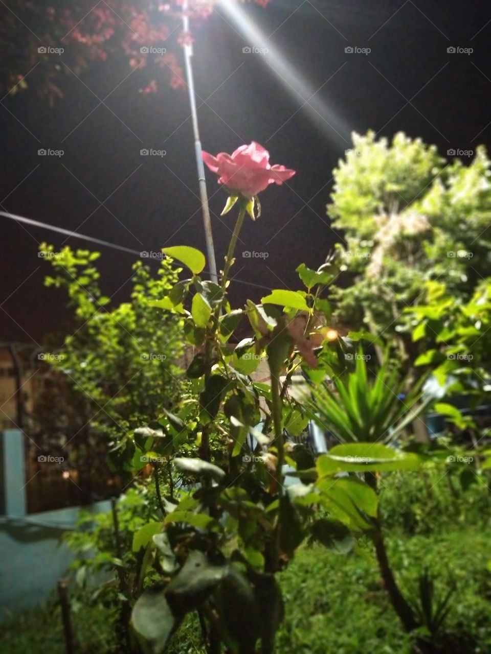 rose light cat greens mountain