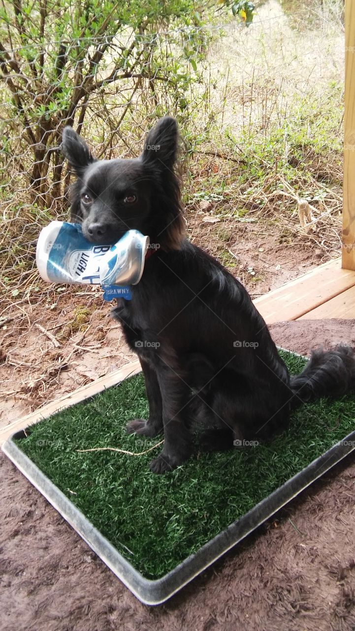 black longhair Chihuahua sitting outside beer can Bush funny