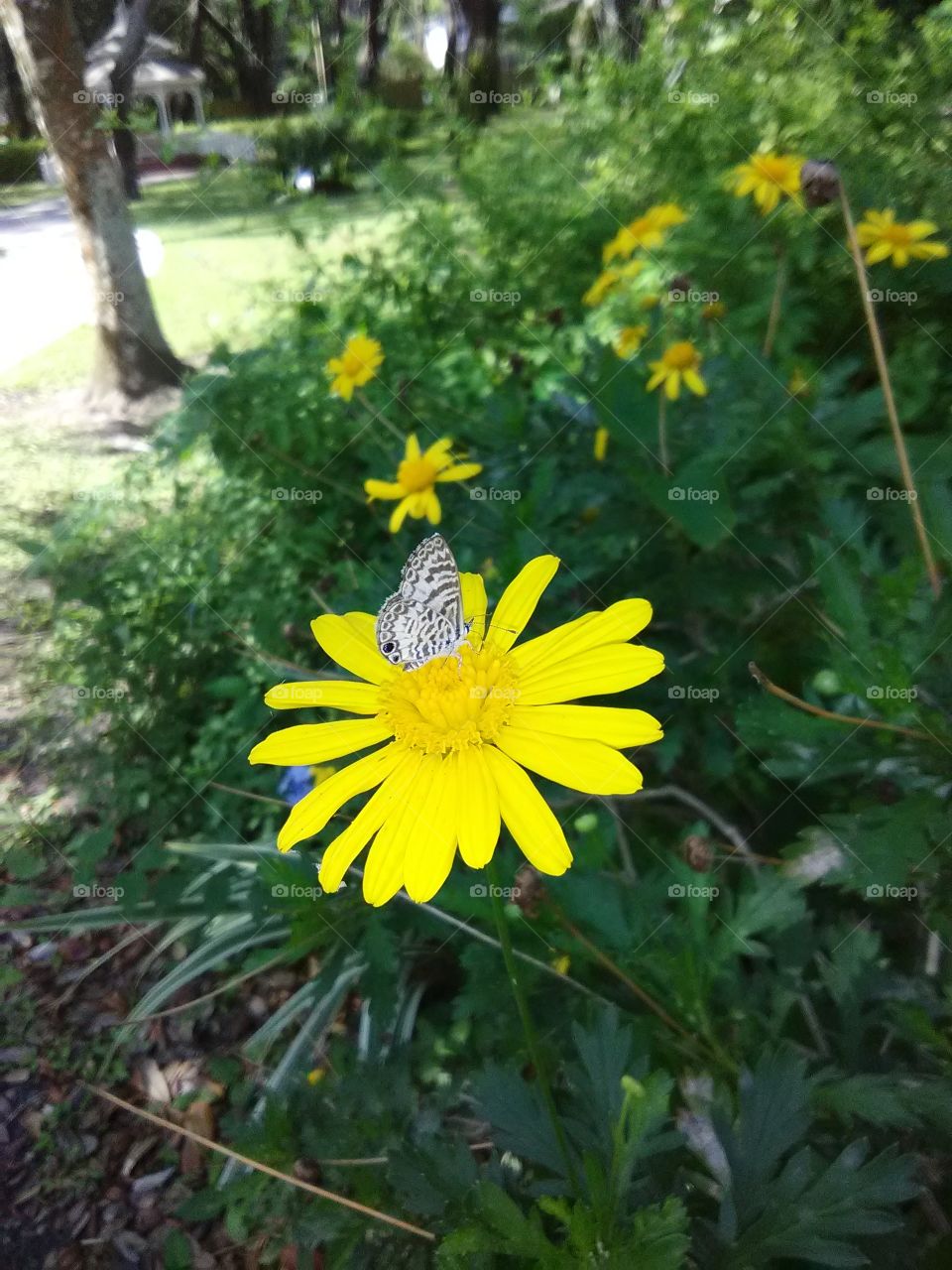 tiny butterfly on flower with gazebo in the distance at Woodmont  Park