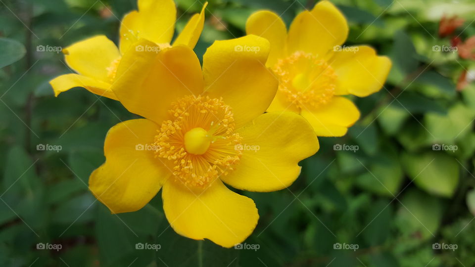 Close-up of yellow flowers