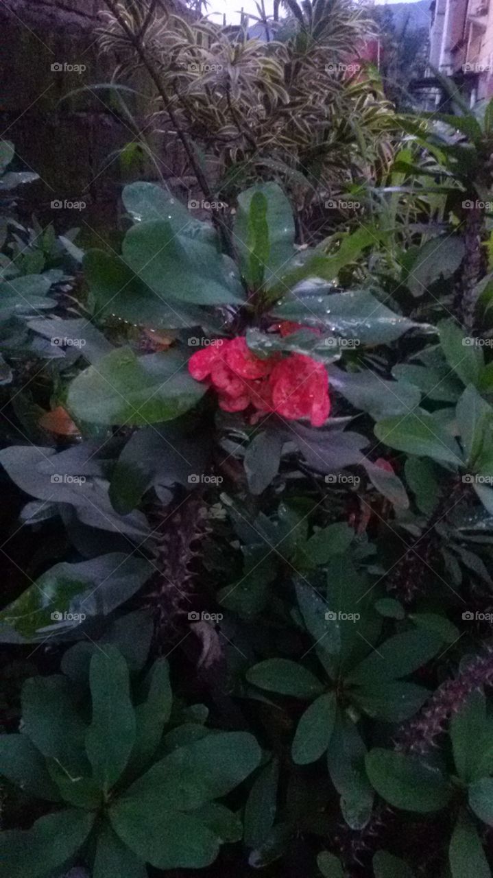 flower angrek