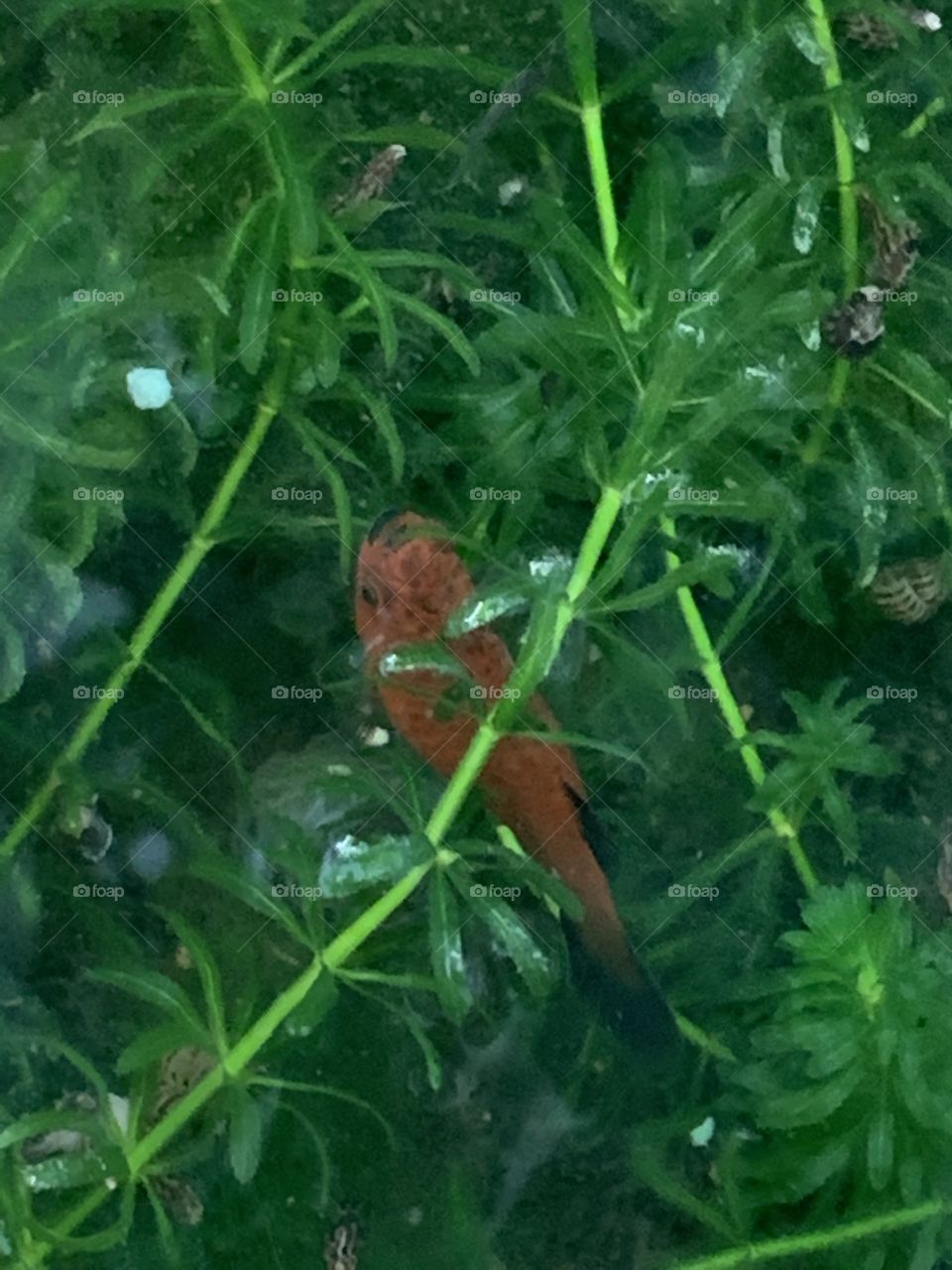 Bright color in the fish tank, Countryside 