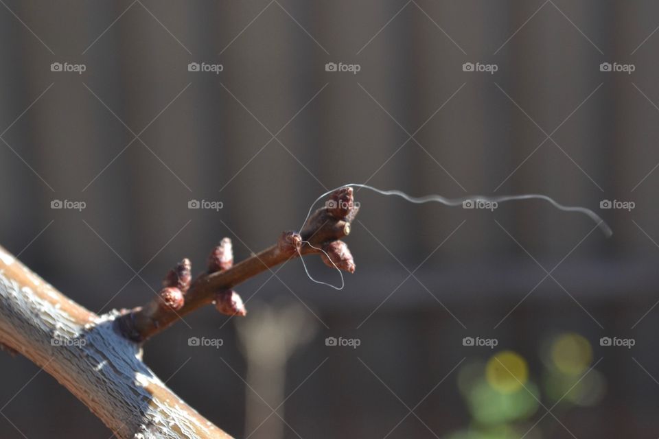 Dog hair on an apricot tree bud