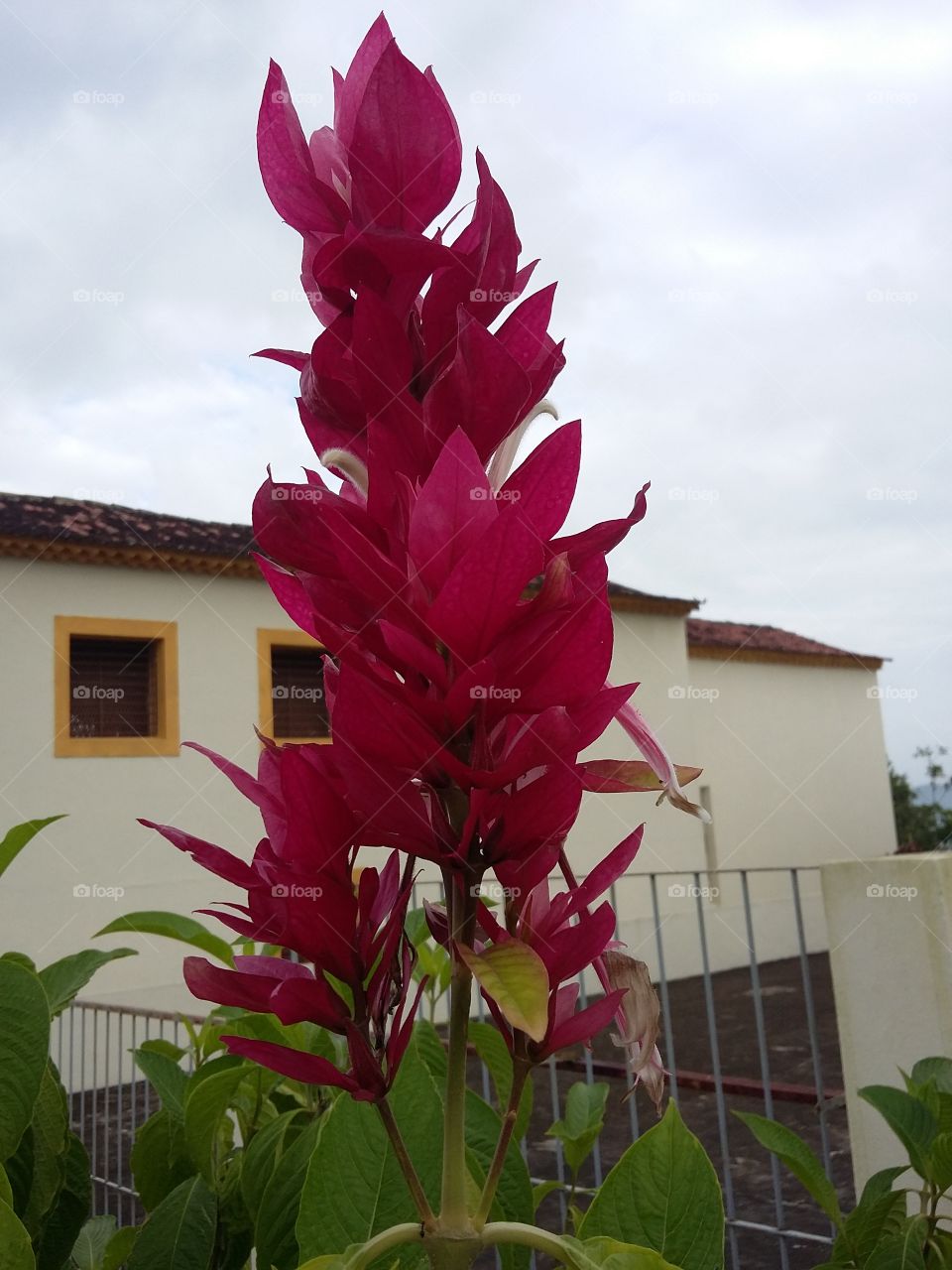 Typical flower from northeastern Brazil.