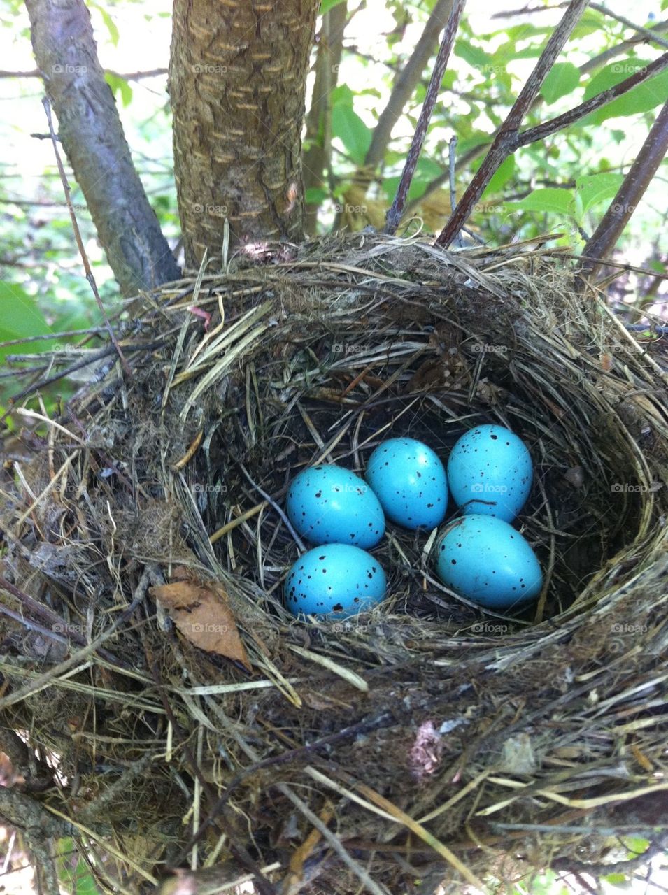 Blue eggs