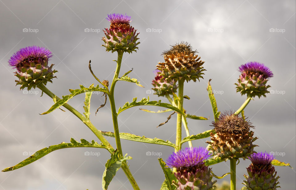 Thistle flowers.