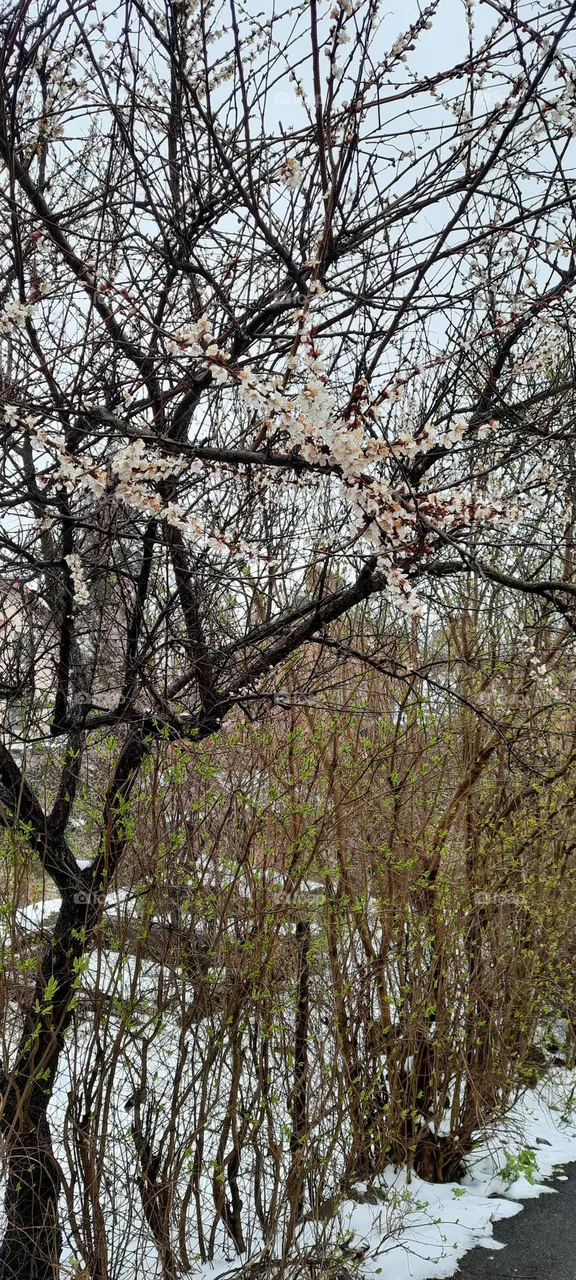 Snowy spring