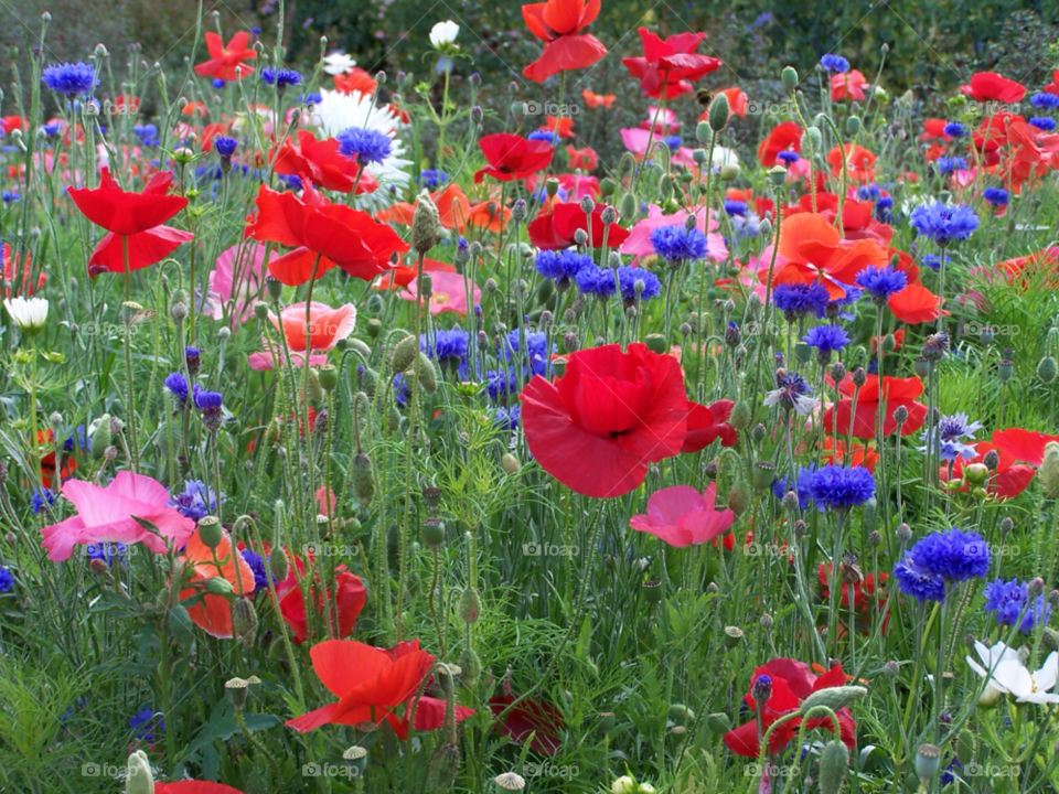 flowers meadow blue red by Ros