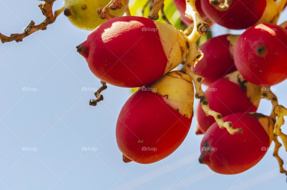 Mature Royal Palm On Tree