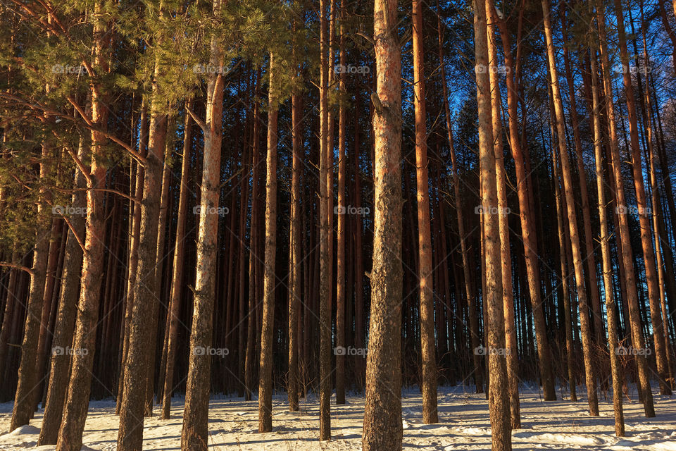 Pine-trees forest