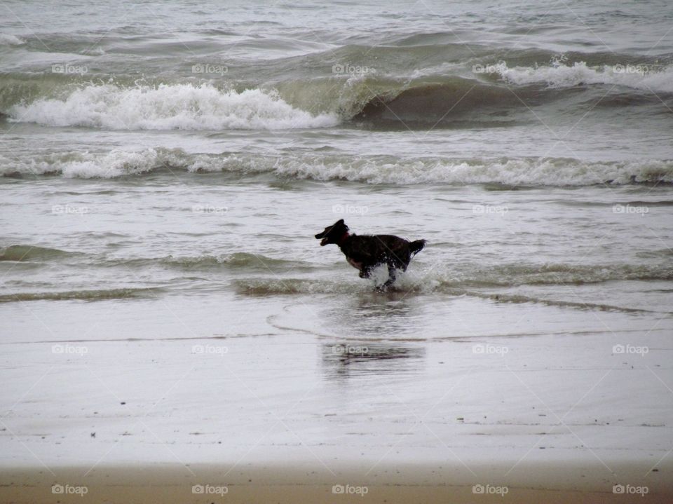 dog in the beach